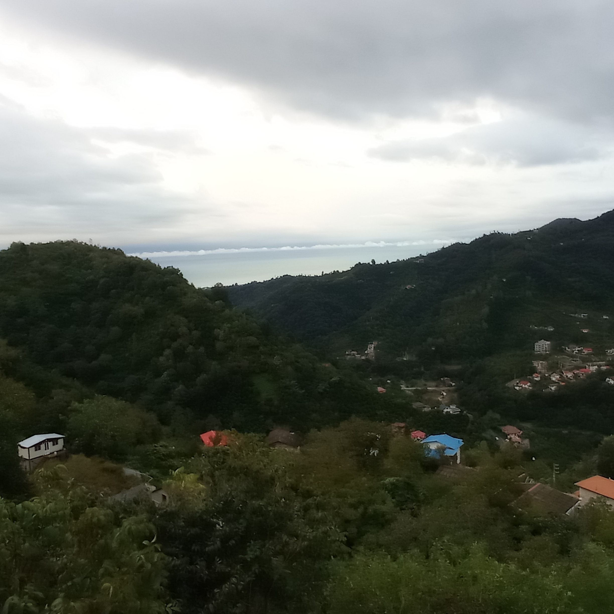 سوییت جنگلی صادقی